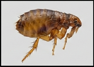 مكافحة البراغيث في المنازل