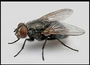 مكافحة الذباب بطرق آمنة وفعالة