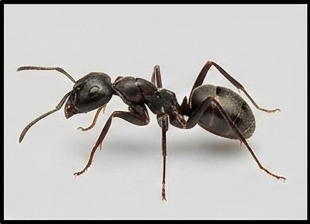 مكافحة النمل الأبيض والنمل الأسود